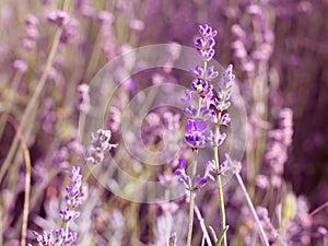 Lavender Flower against a blurred background of nature