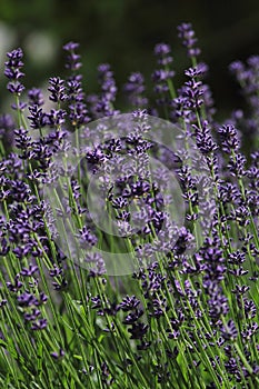 Lavender flower as a background or alternative medicine concept