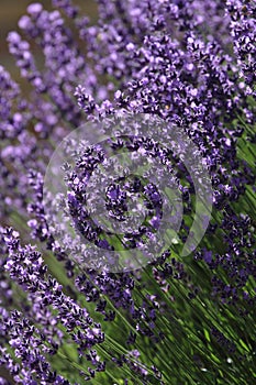 Lavender flower as a background or alternative medicine concept