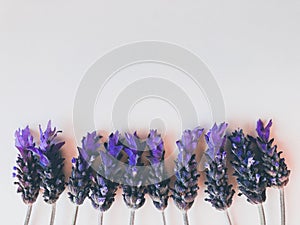 Lavender flower background with copy space