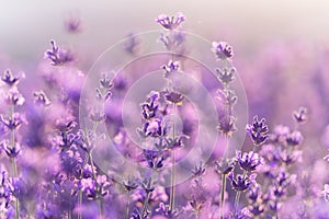 Lavender flower background. Violet lavender field sanset close up. Lavender flowers in pastel colors at blur background