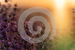 Lavender flower background. Violet lavender field sanset close up. Lavender flowers in pastel colors at blur background