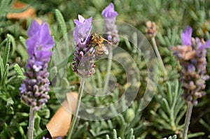 Lavanda flor miel de abeja 