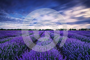 Lavender flower blooming fields in endless rows