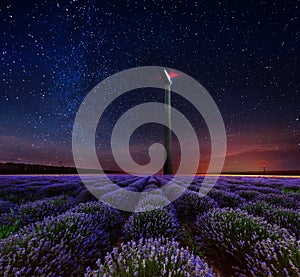 Lavender flower blooming fields in endless rows.
