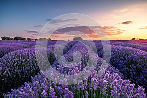 Lavender flower blooming fields in endless rows. Sunset shot