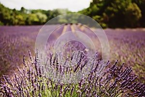 Lavender flower blooming fields