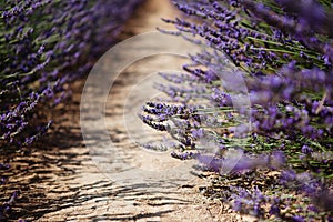 Lavender flower blooming fields