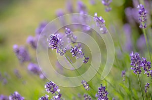 lavender flower blooming in a garden