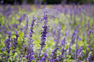 Lavender flower blooming in a garden