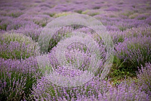 Lavender flower blooming scented fields