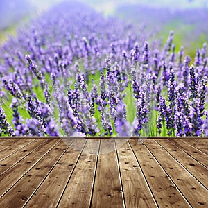 Lavender flower blooming scented fields.