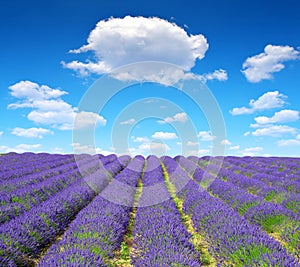 Lavender flower blooming scented fields