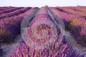 Lavender flower blooming scented fields