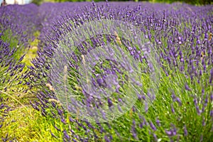Lavender flower blooming scented fields as nature background, Czech republic