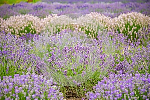 Lavender flower blooming scented fields as nature background, Czech republic