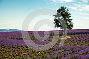 Lavender flower blooming scented fields in endless rows