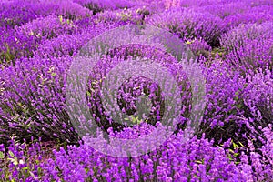 Lavender flower blooming scented fields in endless rows