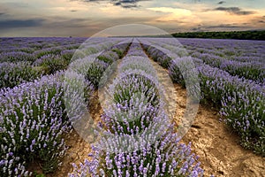 Lavender flower blooming scented fields in endless rows.