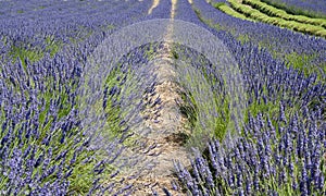 Lavender flower blooming scented fields in endless rows