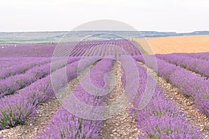 Lavender flower blooming scented fields in endless rows. Selective focus on Bushes of lavender purple aromatic flowers