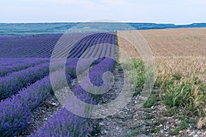 Lavender flower blooming scented fields in endless rows. Selective focus on Bushes of lavender purple aromatic flowers