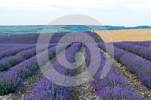 Lavender flower blooming scented fields in endless rows. Selective focus on Bushes of lavender purple aromatic flowers