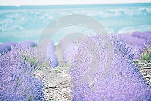 Lavender flower blooming scented fields in endless rows. Selective focus on Bushes of lavender purple aromatic flowers