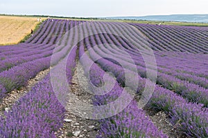 Lavender flower blooming scented fields in endless rows. Selective focus on Bushes of lavender purple aromatic flowers