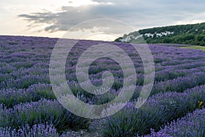 Lavender flower blooming scented fields in endless rows. Selective focus on Bushes of lavender purple aromatic flowers