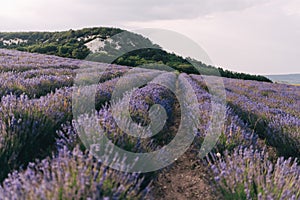 Lavender flower blooming scented fields in endless rows. Selective focus on Bushes of lavender purple aromatic flowers