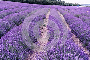 Lavender flower blooming scented fields in endless rows. Selective focus on Bushes of lavender purple aromatic flowers