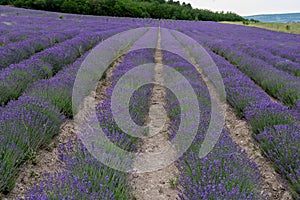 Lavender flower blooming scented fields in endless rows. Selective focus on Bushes of lavender purple aromatic flowers