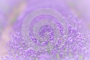 Lavender flower blooming scented fields in endless rows. Selective focus on Bushes of lavender purple aromatic flowers