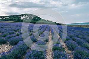 Lavender flower blooming scented fields in endless rows. Selective focus on Bushes of lavender purple aromatic flowers