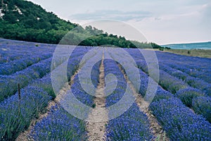 Lavender flower blooming scented fields in endless rows. Selective focus on Bushes of lavender purple aromatic flowers