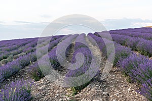 Lavender flower blooming scented fields in endless rows. Selective focus on Bushes of lavender purple aromatic flowers