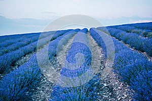 Lavender flower blooming scented fields in endless rows. Selective focus on Bushes of lavender purple aromatic flowers