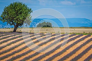 Lavender flower blooming scented fields in endless rows. Valensole plateau, provence, france, europe.