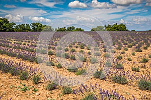 Lavender flower blooming scented fields in endless rows. Valensole plateau, provence, france, europe.