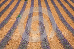 Lavender flower blooming scented fields in endless rows. Valensole plateau, provence, france, europe.