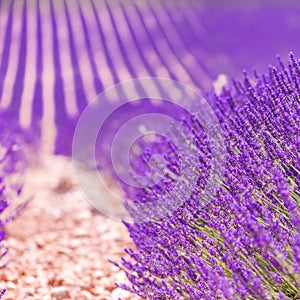 Lavender flower blooming scented fields in endless rows. Valensole plateau, Provence, France, Europe