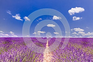 Lavender flower blooming scented fields in endless rows. Valensole plateau, Provence, France, Europe