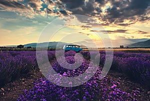 Lavender flower blooming scented fields in endless rows. Vintage bus van.