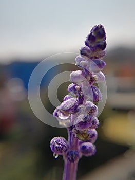 Lavender flower with blurred background