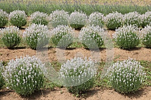lavender flower bushes in the cultivated field for the productio