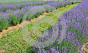 lavender flower bushes in the cultivated field for the productio