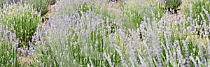 lavender flower bushes in the cultivated field for the productio