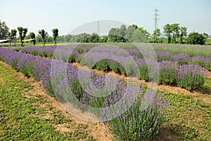 lavender flower bushes in the cultivated field for the productio