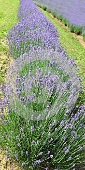 lavender flower bushes in the cultivated field for the productio